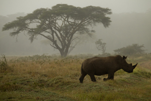 rhino